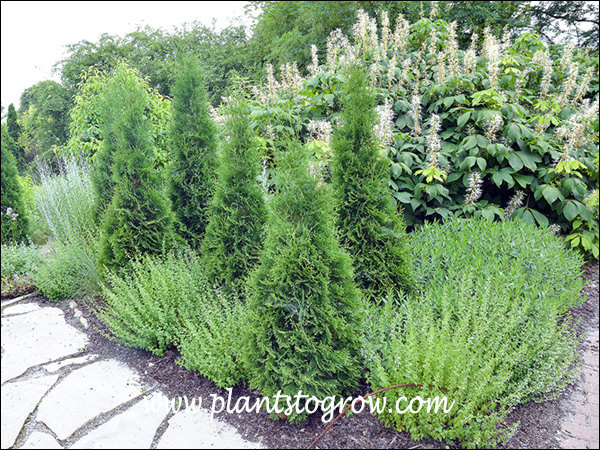 American Pillar Arborvitae (Thuja occidentalis)
Is a fast growing hardy Arborvitae.